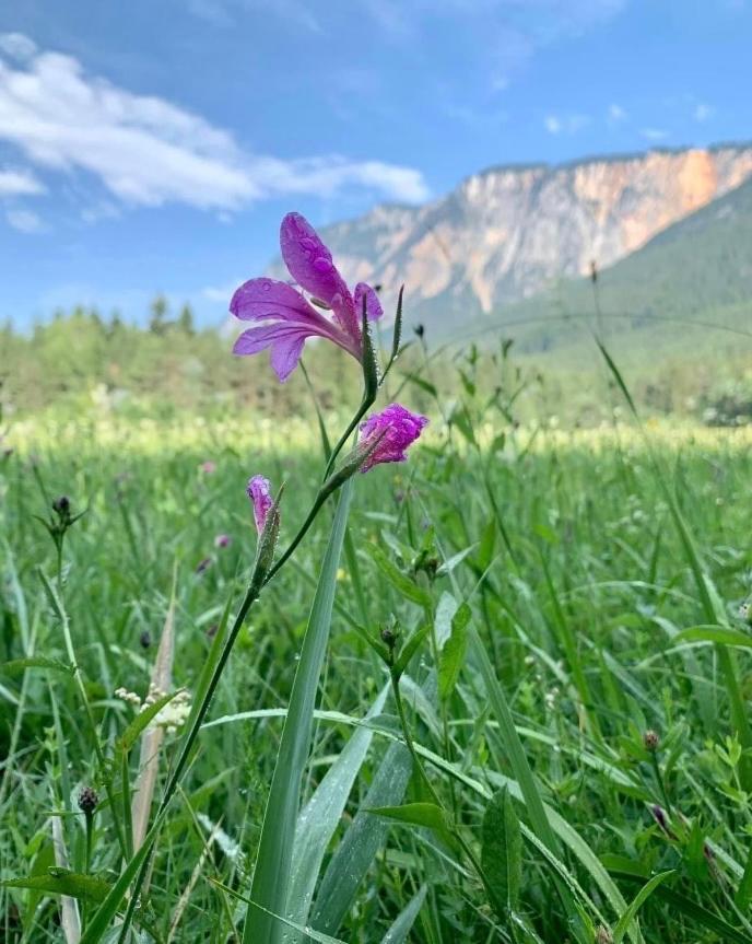 Ferienhaus Auszeit Natur 빌라흐 외부 사진